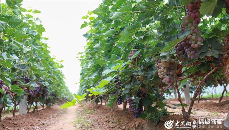 Tai'an village embraces grape harvest