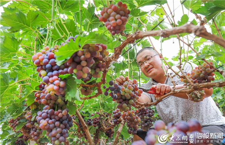 Tai'an village embraces grape harvest