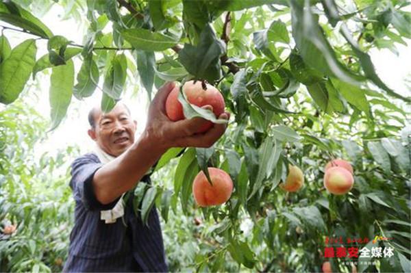 Feicheng enjoys increased benefits from new business model
