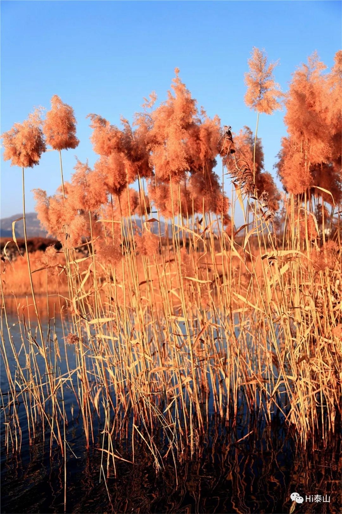 Reed flowers bring early winter charm to Tai'an