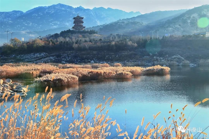Reed flowers bring early winter charm to Tai'an