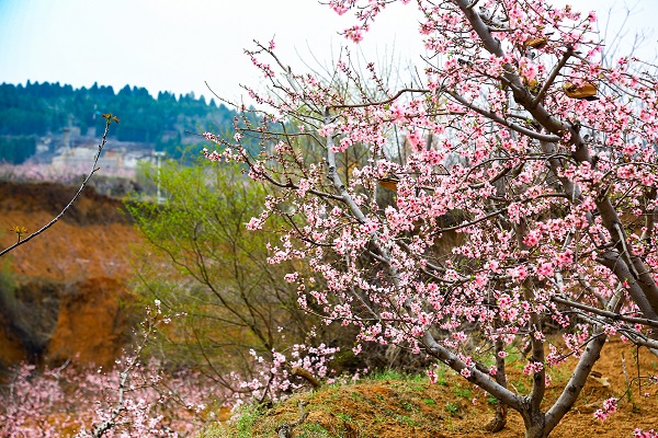 Flowers bloom in Tai'an as spring arrives