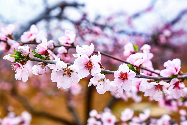 Flowers bloom in Tai'an as spring arrives