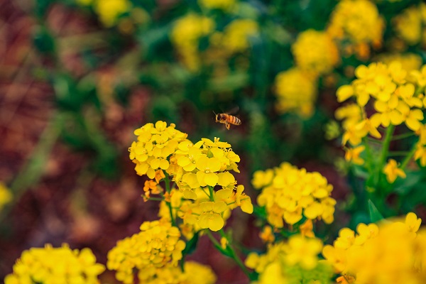 Flowers bloom in Tai'an as spring arrives