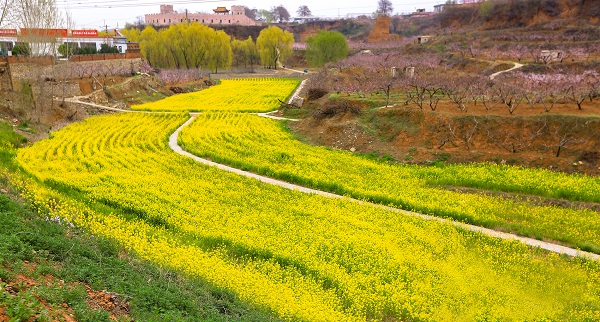 Flowers bloom in Tai'an as spring arrives