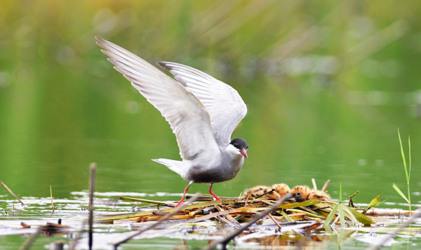 Birds spotted at Dongping Lake Wetland in Tai'an