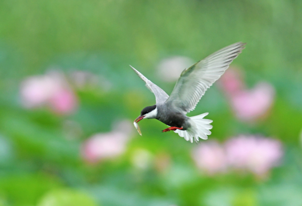 Birds spotted at Dongping Lake Wetland in Tai'an