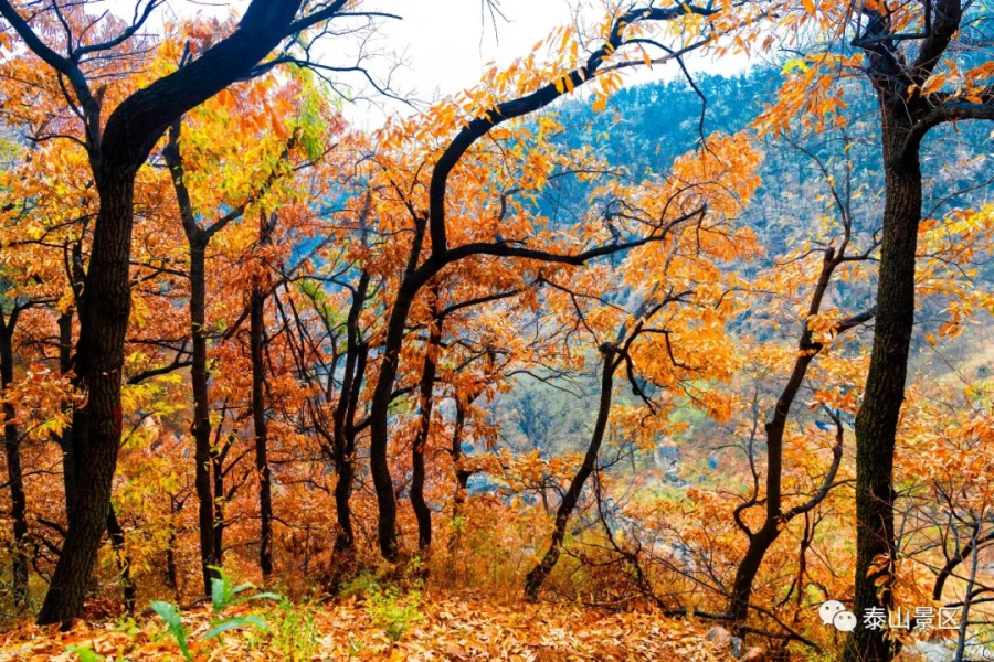 Views of Mount Tai in late autumn