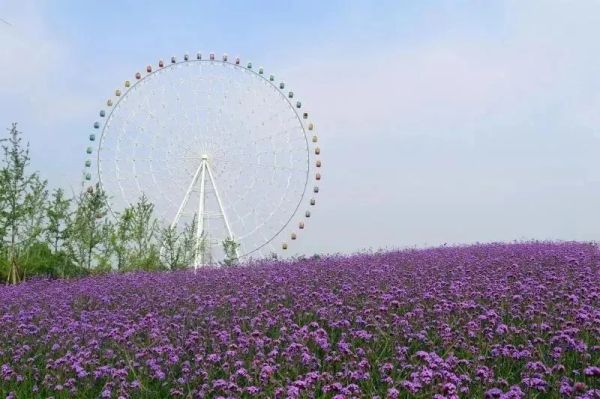 Chrysanthemum Art Festival opens in Tai'an