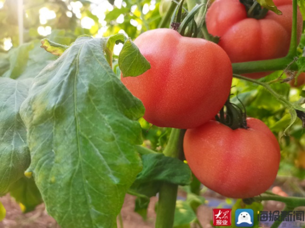 Tomato ready for buyers in Tai'an