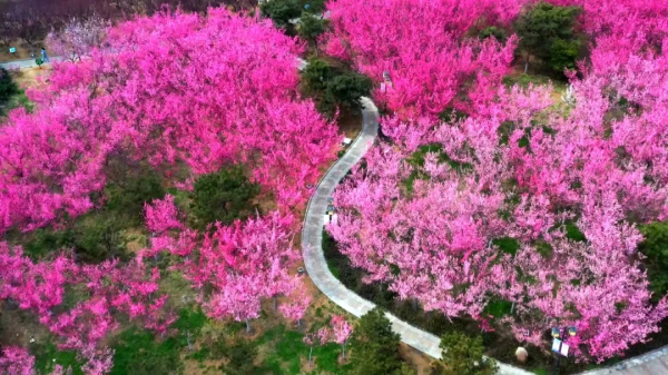 Places for admiring spring flowers in Tai'an