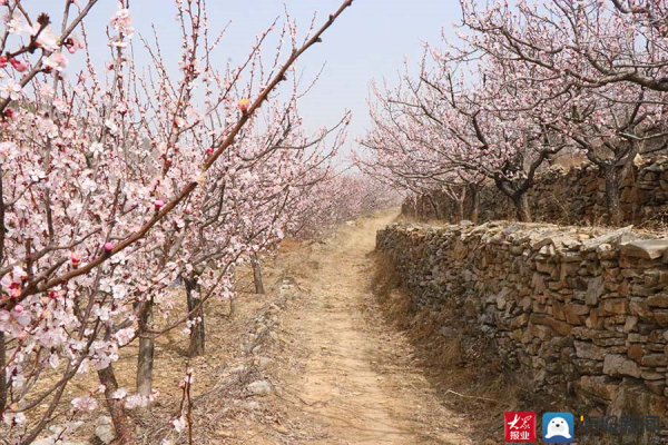 Blooming apricot flowers attract visitors to Tai'an village
