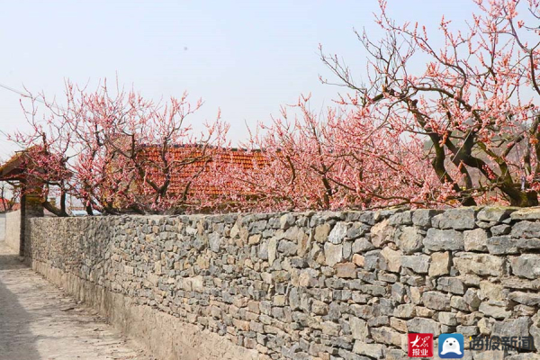 Blooming apricot flowers attract visitors to Tai'an village