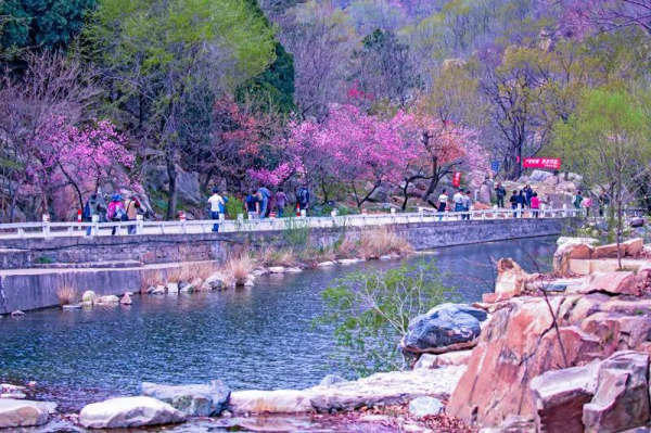 Tai'an embraces tourism boom during Qingming Festival