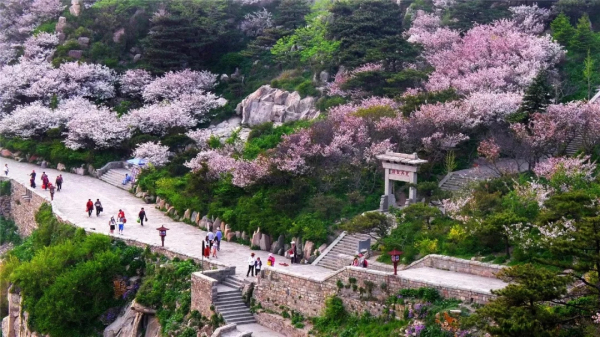 Begonias bloom on top of Mount Tai