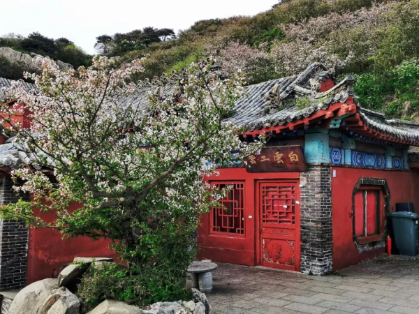 Begonias bloom on top of Mount Tai