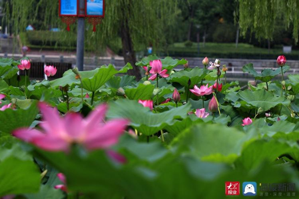 Lotus flowers in full bloom at Donghu Lake