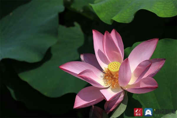 Lotus flowers in full bloom at Donghu Lake