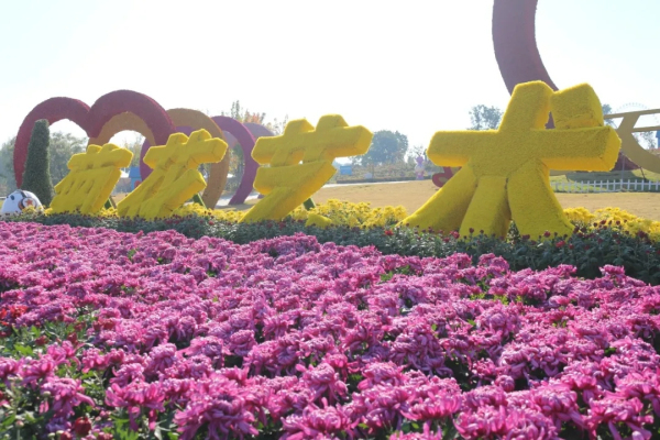 Chrysanthemum art exhibition to held at Taishan Tianyi Lake