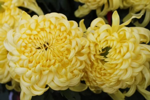 Chrysanthemum art exhibition to held at Taishan Tianyi Lake