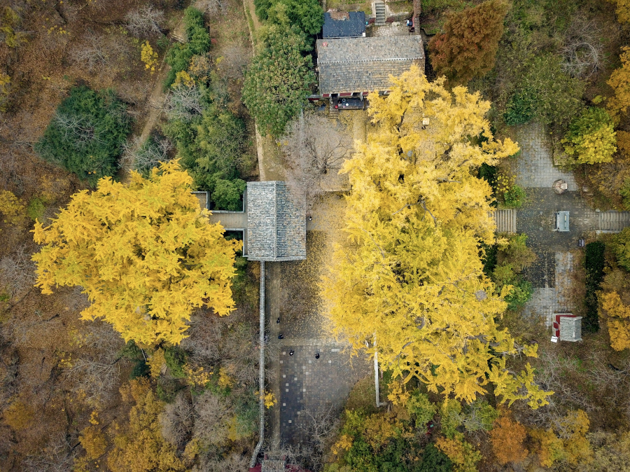 Gingko trees on Mount Tai offer pristine autumn scenes