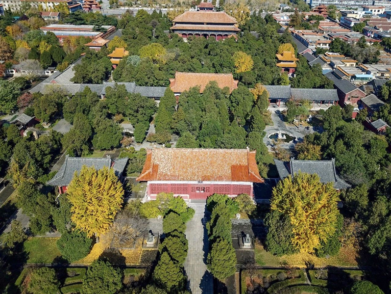 Golden ginkgo leaves light up Dai Temple
