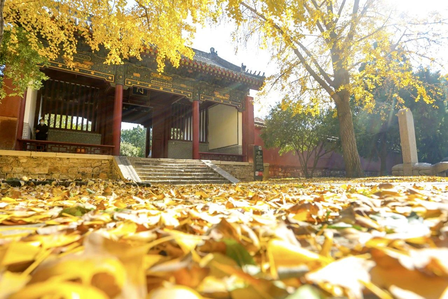 Golden ginkgo leaves light up Dai Temple