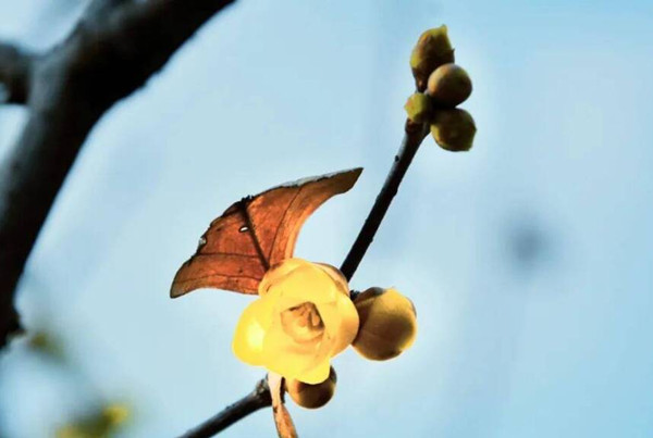 In pics: Mount Tai embraces blooming wintersweets