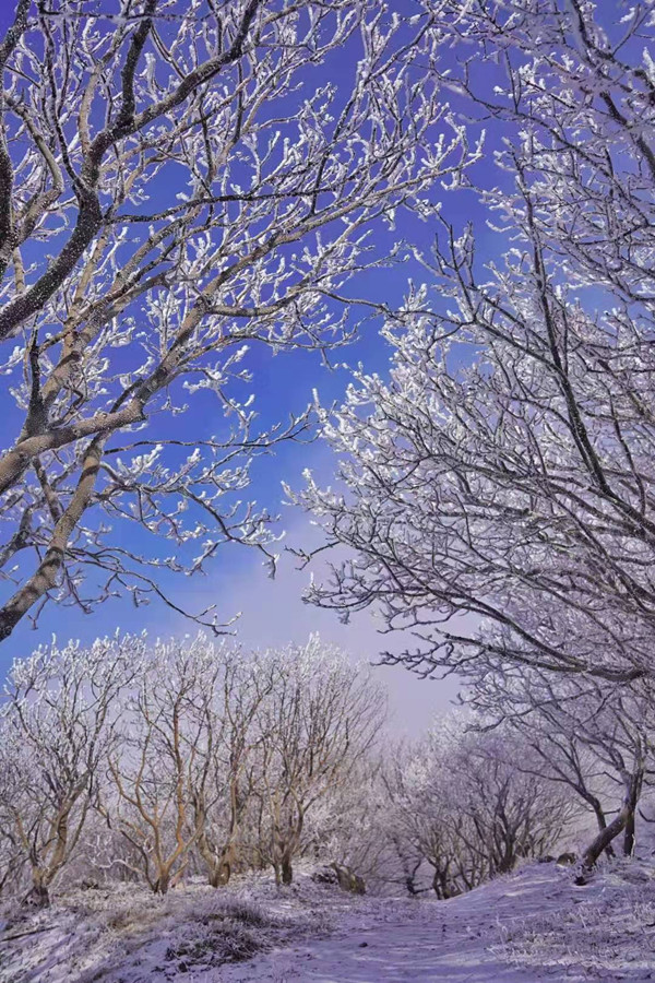 In pics: Mount Tai creates a delicate rime fantasy