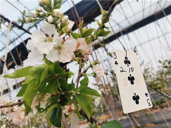 Cherry blossoms at greenhouses in Tai'an