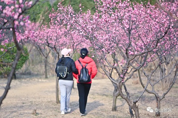 Plum, peach blossoms adorn Mount Tai