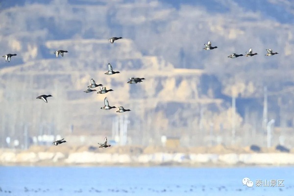 362 wild bird species occupy Mount Tai