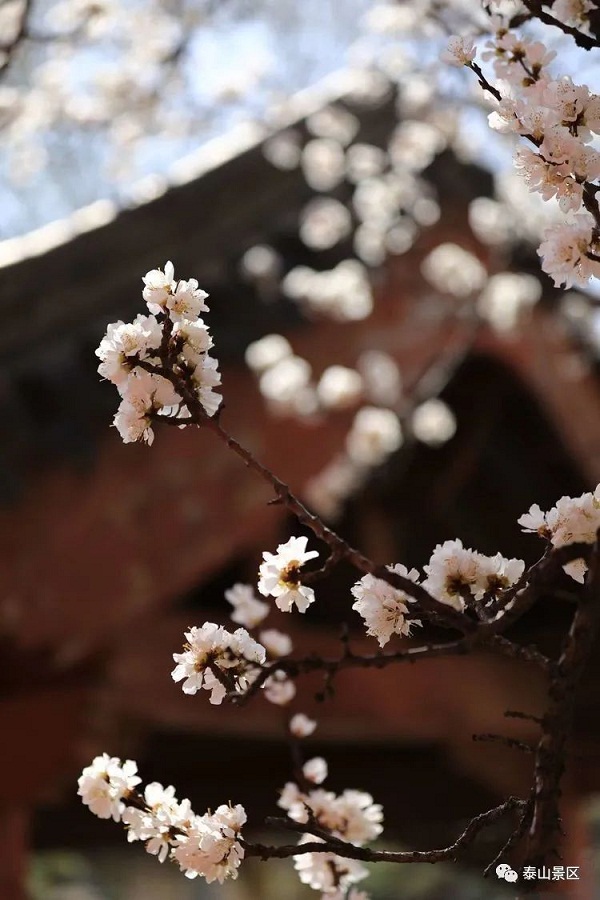Blossoms embellish Dai Temple in spring