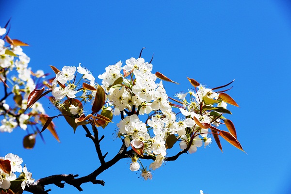 Pear blossoms adorn Tai'an