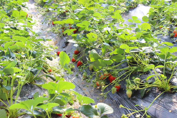 Best places for strawberry picking in Tai'an