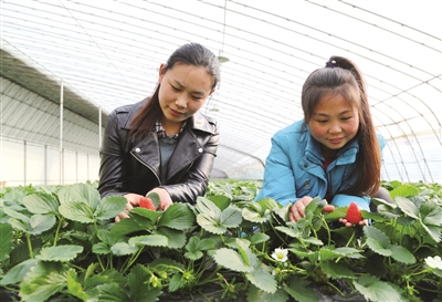 Strawberry picking warms the hearts of Tai'an locals