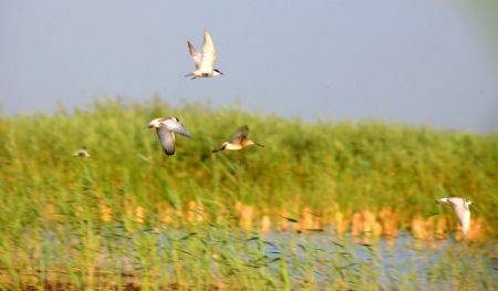 Land of freedom for bird: Qilihai wetland