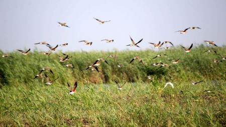 Land of freedom for bird: Qilihai wetland