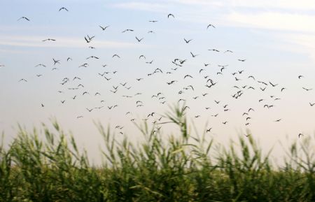 Land of freedom for bird: Qilihai wetland