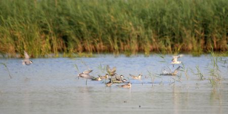 Land of freedom for bird: Qilihai wetland