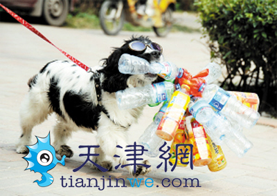 Dog collects bottles for food