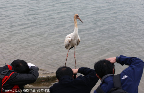 Rare birds released back to the wild