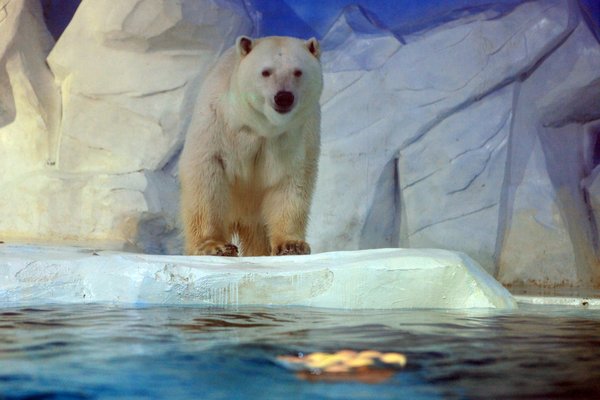 Polar bears keep cool with popsicle treats