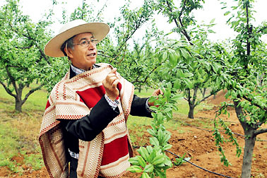 Chile's fruit takes root in China