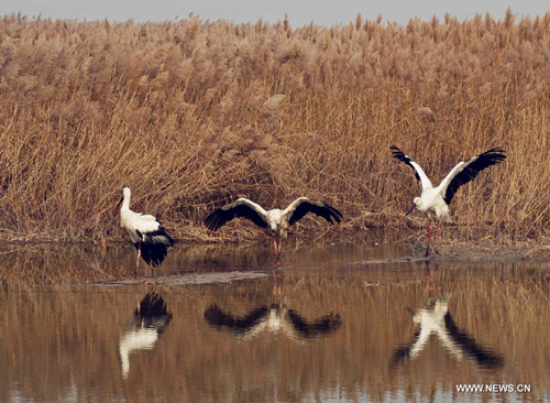 Poisoned oriental white storks released in Tianjin