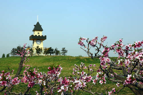 Peach Blossom not to be missed in Tianjin