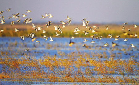 Beidagang Wetland in Tianjin to open international bird watching bases