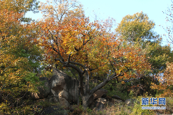 Vibrant autumn foliage at northern Shaolin Temple