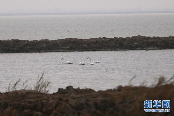 Beidagang has wealth of migratory birds