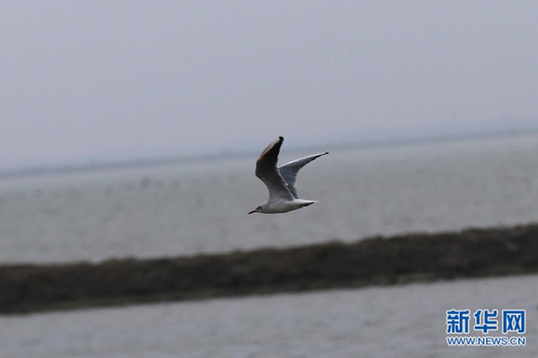 Beidagang has wealth of migratory birds